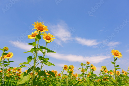 ひまわり - いかにも真夏らしいさわやかな青空と、太陽に向かって咲き誇るヒマワリで、夏休みのイメージ
