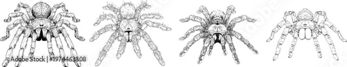 A meticulously detailed tarantula illustration showcases its massive legs, sharp black ink outline against a solid white background in monochrome coloring book style with clear boundaries and
