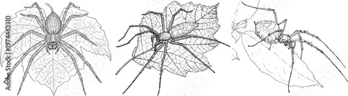 A detailed green lynx spider poised to strike from a stylized leaf, rendered in sharp black ink outline against a solid white background, exudes the monochrome coloring book style with clear