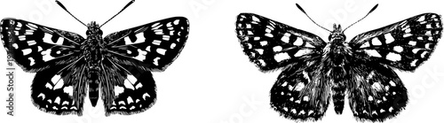 A detailed grizzled skipper butterfly top view in stark black silhouette, flat vector style, isolated on pure white background with crisp high contrast edges, minimalist stencil design ready to trace