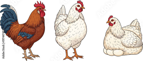 Illustration of farm birds including rooster and hens with eggs, poultry concept showing nesting, egg-laying behavior, agriculture, livestock farming, and rural animal life