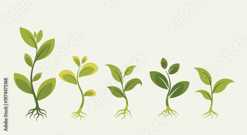Green Sprouts Growing in Sequence Showing Plant Development.