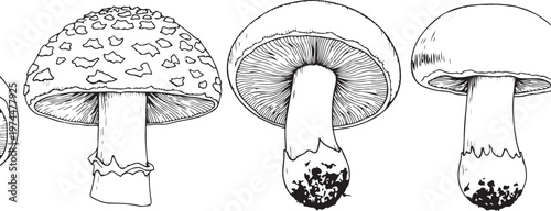 Set of detailed mushroom illustrations in outline style, edible and poisonous varieties.