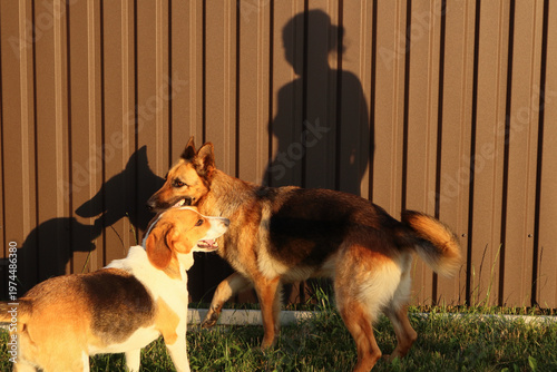 фотографія German Shepherd and Beagle dogs standing on grass against brown fence with femal