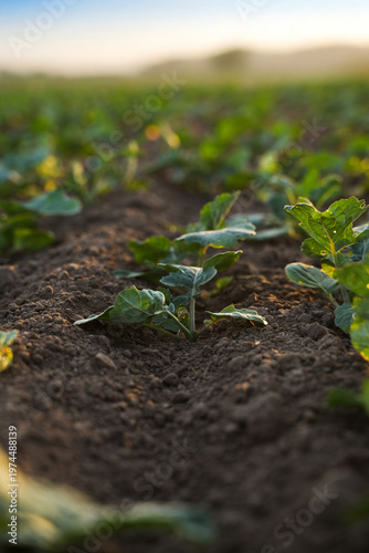 Young rapeseed seedlings growing on agricultural field with soft evening light and shallow depth of field, sustainability concept