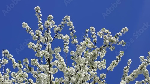 Cherry Blossom Tree in Full Bloom Against Clear Blue Sky – 4K Spring Nature Background
