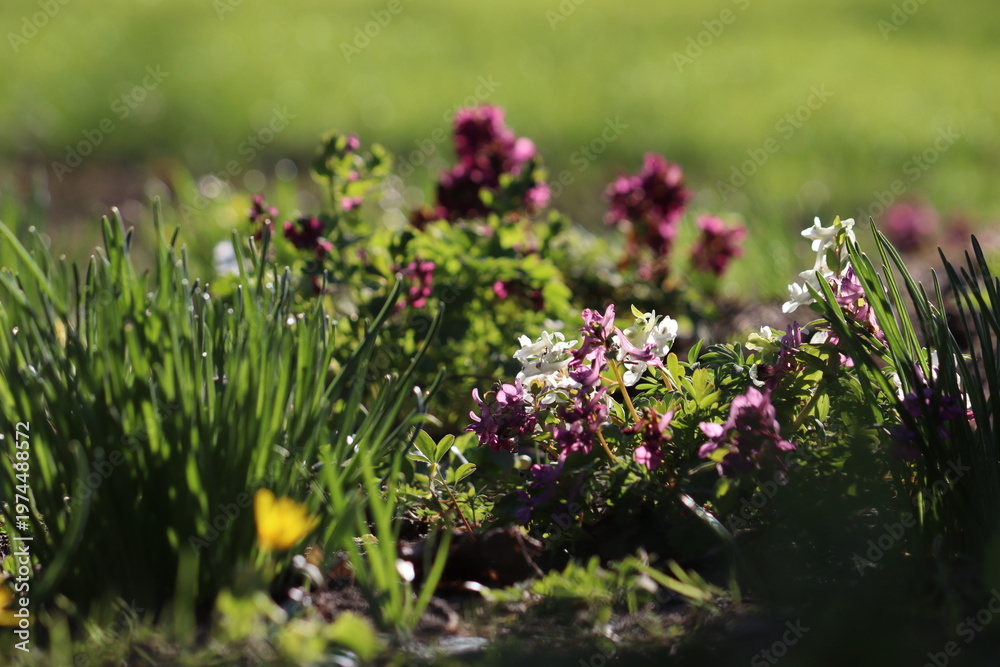 Obraz premium Purple Fumewort (Corydalis solida flowers blooming in the sunlit spring garden