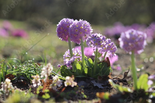 Purple flowers and green leaves of Primula denticulata or drumstick primula in spring garden. General view of group of flowering plants