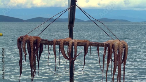 Close-up detail of octopuses hanging on ropes by the seaside, drying in the sun. Stock footage for Mediterranean food, seafood, and traditional hunting.