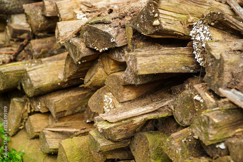 Fotografía Stack of weathered firewood logs piled together with visible white fungal growth