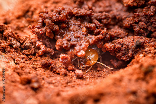 Termite building new nest structure close-up