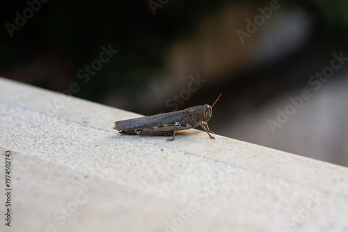Grasshopper on the stone. Close up.