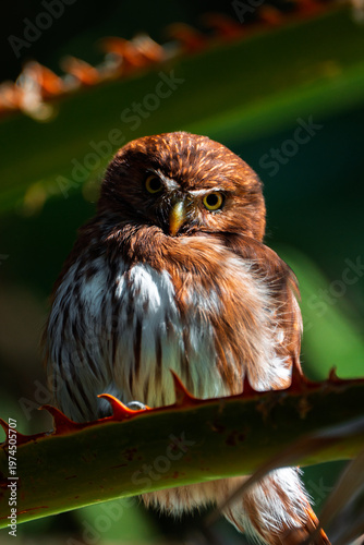 Ferruginous Pygmy Owl with bright yellow eyes perched on a thorny stem