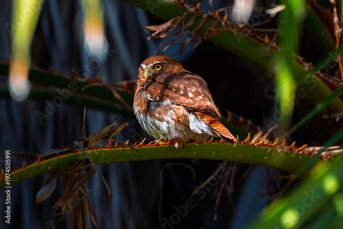 Ferruginous Pygmy Owl perched on a thorny branch