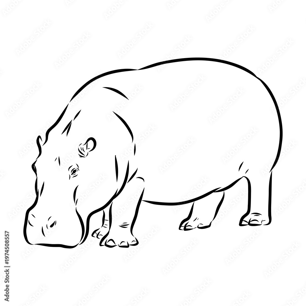 Fototapeta premium hippopotamus, vector sketch