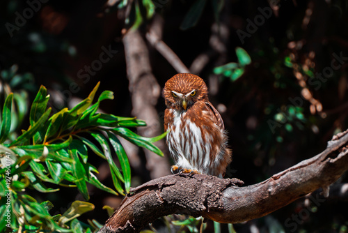 Ferruginous Pygmy Owl perched on a tree branch with prominent yellow eyes