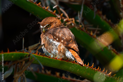 Ferruginous Pygmy Owl perched on a spiky green plant stem