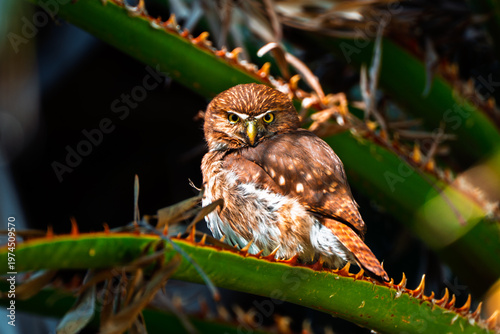 Ferruginous Pygmy Owl with yellow eyes perched on a spiky green plant stem
