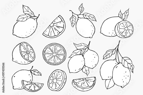 Hand Drawn Citrus Lemon Set with Whole Fruit and Slice Sketch Illustration