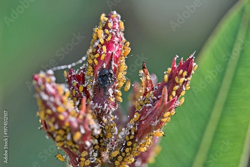 Foto Aphis nerii is an aphid of the family Aphididae
