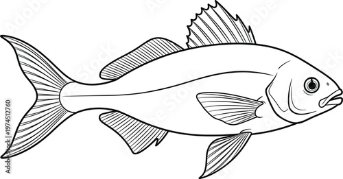 Detailed fish outline illustration with fins and scales marine life vector drawing isolated aquatic animal design