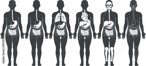 Human body systems diagram, digestive respiratory circulatory muscular skeletal anatomy, medical healthcare illustration, biology education vector, flat vector illustration