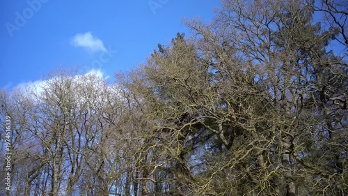 4K Timelapse of Budding Spring Trees Under Blue Sky