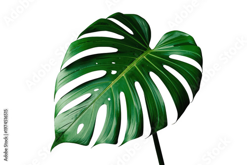 Monstera deliciosa tropical leaf showing vibrant green foliage with characteristic fenestrations on transparent background