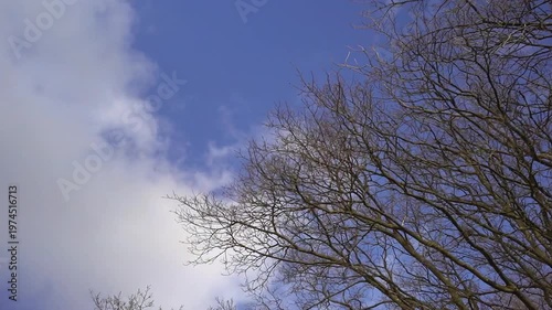 4K Timelapse of Budding Spring Trees Under Blue Sky