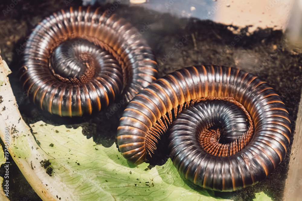 Obraz premium Two millipedes protecting themselves by coiling into tight spirals on a green leaf and dark soil, displaying their segmented bodies