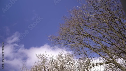 4K Timelapse of Budding Spring Trees Under Blue Sky