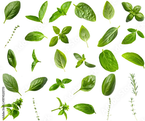 Fresh green basil, thyme, and rosemary leaves, vibrant, isolated on transparent background.