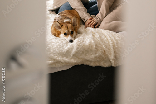 Cozy corgi dog rests on soft blanket beside person relaxing on bed in calm peaceful home moment