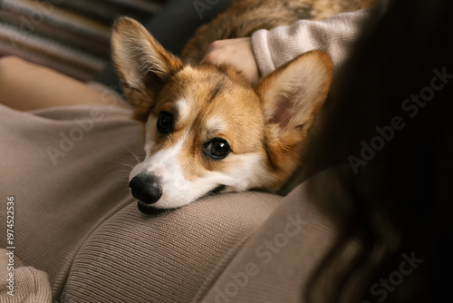 Corgi dog rests head on person’s lap while cozy indoors sharing quiet moment together