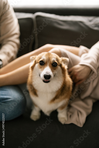 A happy corgi dog sits on a couch beside a person relaxing with a blanket