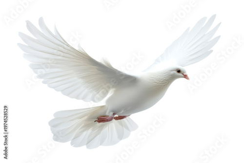 Weiße Taube, Friedenstaube, freigestellt vor weißem Hintergrund, Generative AI