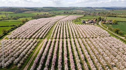 Aerial View of Blooming Fruit Tree Orchards in Spring