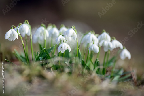 Blooming spring plant Galanthus Nivalis