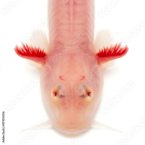 Close-up Overhead View of an Albino Axolotl's Head with Red Gills