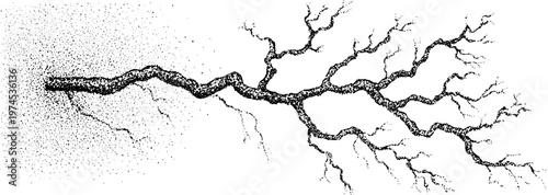 Extensive branching tree limb with multiple fine twigs on white background