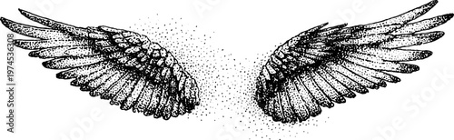 Pair of bird wings extended with detailed feather texture