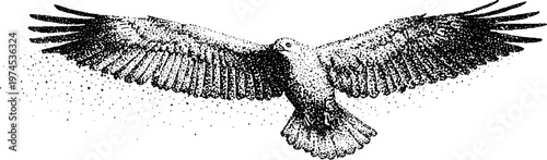 Single bird soaring with outstretched wings over white field