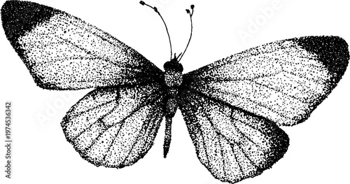 Butterfly resting with wings open on white background