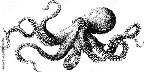 Octopus extending tentacles over blank background ink drawing
