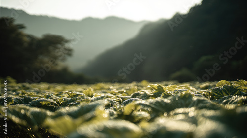  Sweet potato field in morning light with dew glistening on green leaves. gardening catalogs, home-decor guides, designed for home decor and floral branding, used by chefs.