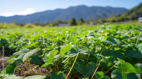  Sweet potato field in morning light with dew glistening on green leaves. gardening catalogs, home-decor guides, designed for home decor and floral branding, used by chefs.