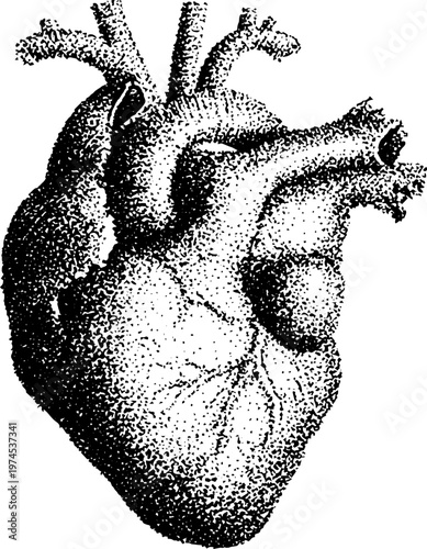 Detailed anatomical heart drawn with stipple ink texture