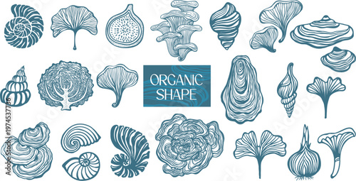 Organic Shape Vector Set Nautilus Shell Mushroom Leaf Botanical Collection