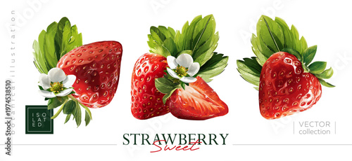 Isolated illustrations of red strawberries. Illustrations in the style of vintage painting and botanical illustration. Hand-drawing vectorized gouache illustrations.