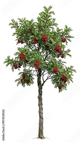 Lush ornamental tree adorned with vibrant red berries and verdant green leaves, perfectly isolated